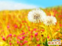 成功人士网名