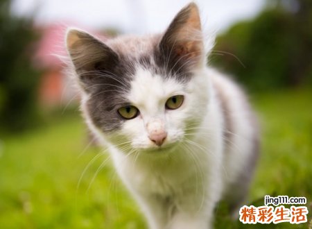 搞笑猫名字
