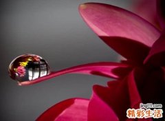 以花为名的网名
