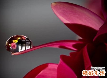 以花为名的网名