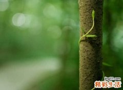 中老年网名