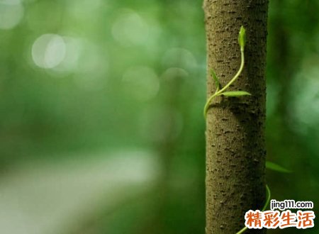 中老年网名