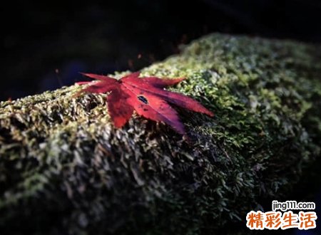 封心的网名