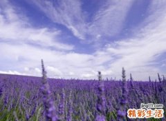 绝情昵称二字版