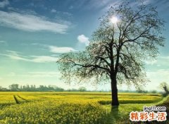 适合中年人的抖音昵称