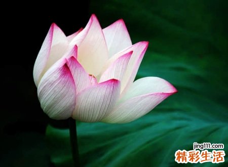 淡定有内涵的网名
