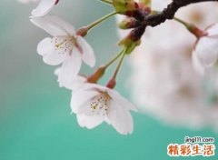 6字诗意游戏名