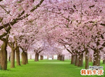 唯美的森林名字