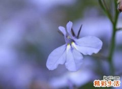 心境淡然的网名