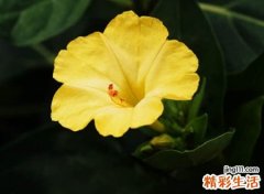 文艺高冷的网名