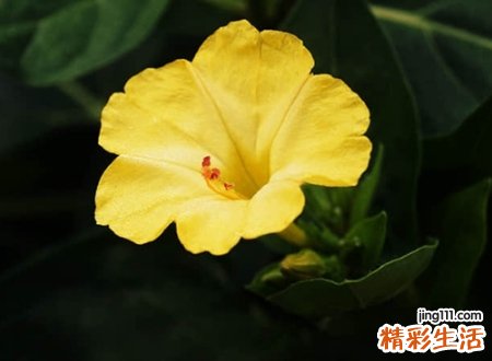 文艺高冷的网名