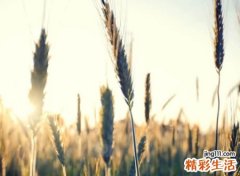 lol大区名字