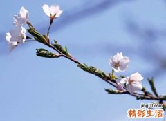 真心爱一个人微信名