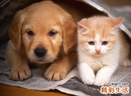 狗狗好听的独特名字