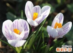 带诗意的七个字网名