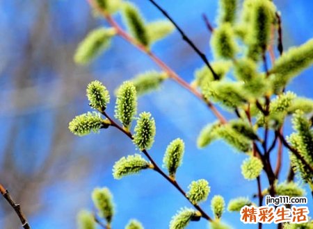 可爱的名字网名