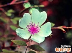 俩字的游戏名字