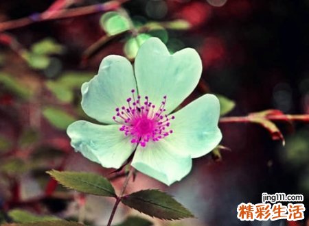 俩字的游戏名字