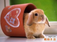 可爱的宠物名字