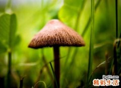 二字古风网名诗意版