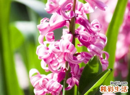 清新淡雅的网名