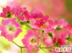 清新脱俗的网名