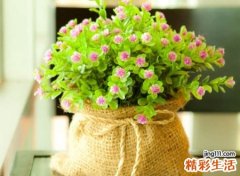 清雅的插花名字