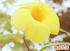 清雅仙气的笔名