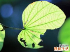 三个字的微信名