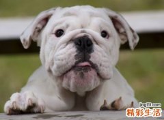 可爱的狗狗名字