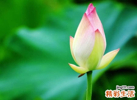 静心的网名