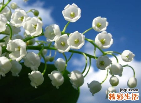 儒雅的网名
