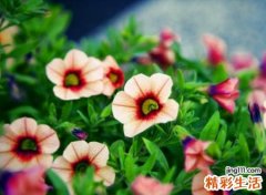 好看的欧美英文名字