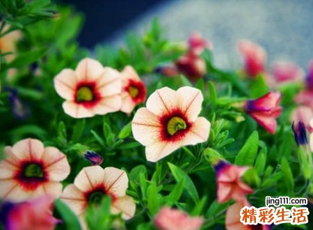 好看的欧美英文名字