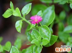 平安的昵称