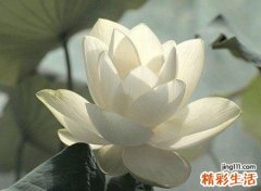 有佛缘有禅意的网名