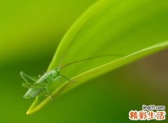 无情的网名