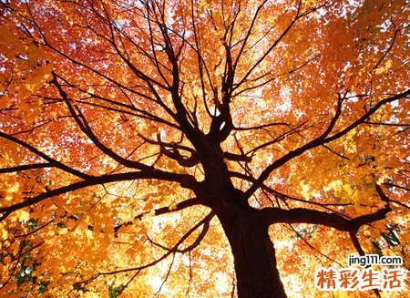 女生飞车名字