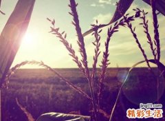 对婚姻失望的网名