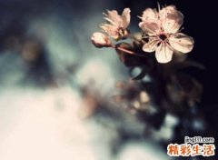 很有诗意的网名