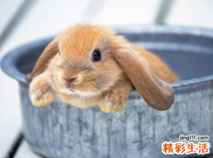 2023年属兔忌讳几月出生 2023年属兔的几月出生最好命