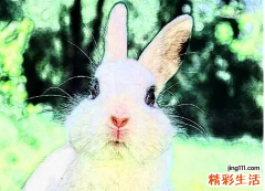 2023年属兔人婚姻如何 2023年属兔年是什么命