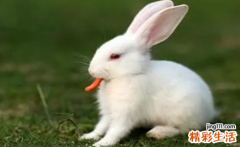 属兔人命最差农历月份 属兔人运势最差的月份