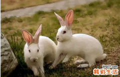 1975年属兔人一生的坎 1975年的兔后半生运气如何