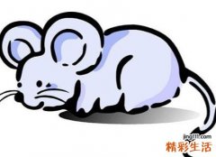 属鼠人的致命缺点 属鼠的人要注意哪些方面