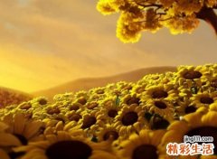 优雅大气的微信名字