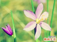 清新淡雅脱俗的网名