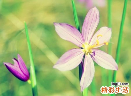 清新淡雅脱俗的网名