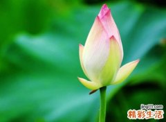 带莲字高雅的微信名