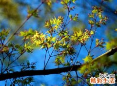 有诗意带月字的网名